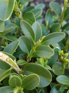This variety is called Buxus ‘Green Mountain’. It is a vigorous evergreen shrub with bright green foliage that retains good color throughout winter. The upright, naturally cone-shaped habit makes it an excellent candidate for planting free-form or for a sculpted hedge. The leaves on boxwood branches are arranged opposite from each other, making pairs.