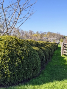 I have scores of mature boxwood growing around the farm. These boxwood shrubs surround my herbaceous peony garden bed.