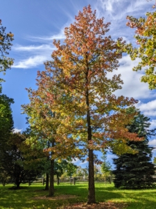 Here is a mature American Sweetgum in autumn. The American sweetgum, with its star-shaped leaves, neatly compact crown, interesting fruit and twigs with unique corky growths called wings, is an attractive shade tree. It has become a prized specimen in parks, campuses and large yards across the country.