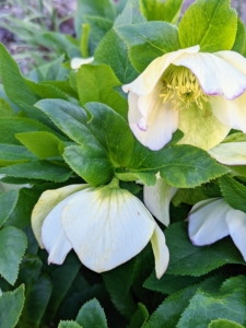 These white hellebores are planted outside my studio. Hellebore foliage is thick, evergreen, and forms a low lying clump with leaves that are lobed and palm-like.