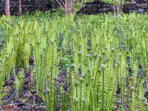 Every April, we see scores of ferns exploding from the ground.