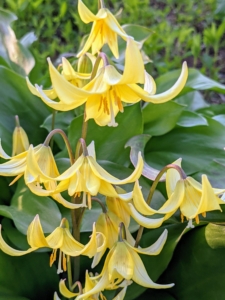 This is a trout lily. Its delicate blooms, which resemble turks cap lilies do best in dappled light.