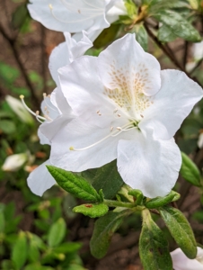 Azalea petal shapes vary greatly. They range from narrow to triangular to overlapping rounded petals. They can also be flat, wavy or ruffled. Many azaleas have two to three inch flowers.