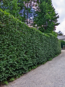 Here is another hornbeam hedge that runs in front of my Summer House and along the road behind my Winter House.
