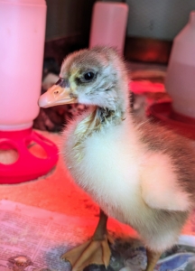 Here's a closer look at our youngster. Geese have a flattened beak covered with a thin skin and a horny plate at its end. The bill is tapered toward the tip to help in grasping grass. This gosling is very curious and loves everyone who comes to visit. It always comes to the front of the brooder to say hello.