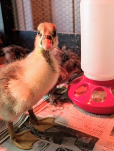 Our gosling is now three weeks old, but it is growing fast - much faster than the other peeps in the stable feed room brooder.