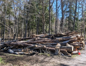 Once the trees are taken down, they are placed in various piles around the farm. We try to keep all the piles as neat as possible so as not to block any carriage roads or damage the ground beneath them.