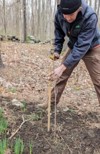 Brian replaces short wooden stakes with these stronger bamboo poles. These stakes alert anyone working in the area and also provides added support to the tree as it grows.