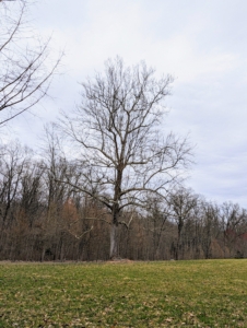 This is the great big sycamore tree and symbol of my farm, Cantitoe Corners. This tree is among my favorites. It stands prominently on one end of my back hayfield. It is quite old and original to my farm.