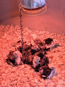 Hard to tell from this photo, but these chicks are a little older and larger than the ones indoors - better company for our growing gosling. The red hue is from the heat lamp.