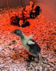 Here, our little gosling starts to flutter its wings. This youngsters cannot fly, but goslings usually start to flutter around this age and can go short distances at about three months old.