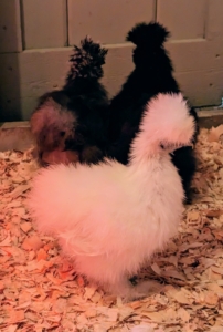 In this "nursery" coop, I also keep three Silkie chickens - one white, one gray, and one black. There are eight Silkie color varieties accepted by the American Poultry Association. They include black, blue, buff, gray, partridge, splash, and white. This trio is always together.