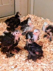 Among the chicks in this coop - a group of Cochins, a large domestic breed of chicken.