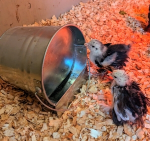 Fresh, clean water is also always provided. In fact, every chick is personally shown where their food and water sources are, so they know where to find them. This waterer allows the chicks to drink safely without getting it dirty.