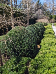 The burlap removal reveals what we hope for every year – green, healthy boxwood.