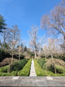 My sunken Summer House Garden is a more formal garden with both English and American boxwood. In just a few more weeks, this garden will once again look different. All the ginkgo trees will be filled with gorgeous green leaves.
