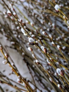 Salix discolor is the American pussy willow. It can grow up to 20-feet or even more when left unpruned. These branches are about six to eight feet long. The willow buds will last for weeks and will not open as long as they’re kept dry.