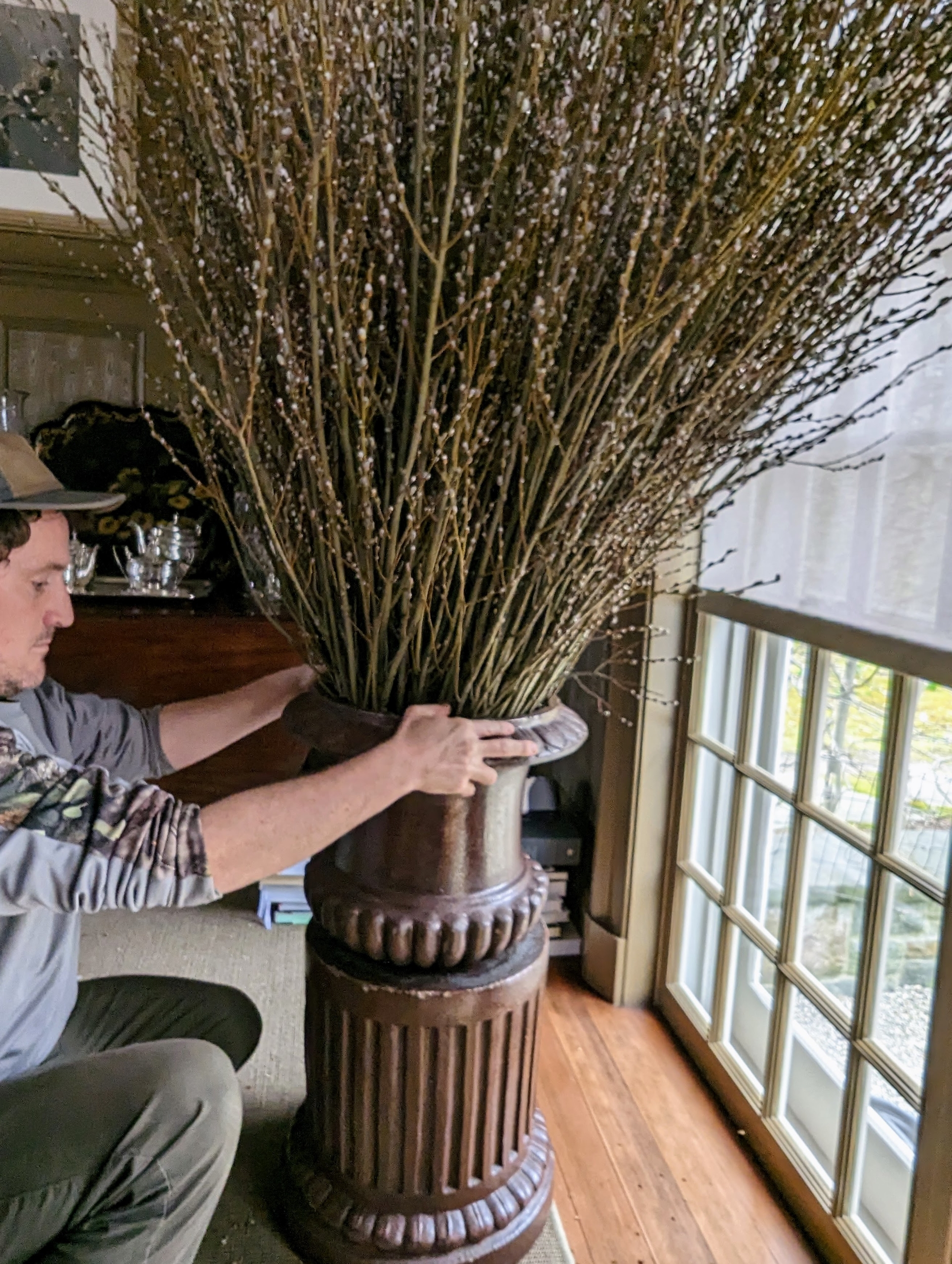 Ask the Master Gardener: Pussy willow branches work well in floral  arrangements - Brainerd Dispatch