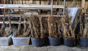 I’ve bought many trees from Musser Forests Inc. over the years and have always been very pleased with their specimens. As soon as they arrive, the roots of the plants are immersed in water, so they can soak – doing this gives the plants a better start.