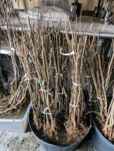 Bare-root plants should not have any mold or mildew. The cuttings should also feel heavy. If they feel light and dried out then the plant probably will not grow. Among this collection of trees and shrubs are black locust, red mulberry, swamp white oak, American chestnuts, pignut hickory, viburnum, and arborvitae.