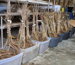 All our tree potting projects are done in my large Equipment Barn where the seedlings can be kept in water and protected from the elements during the potting process.