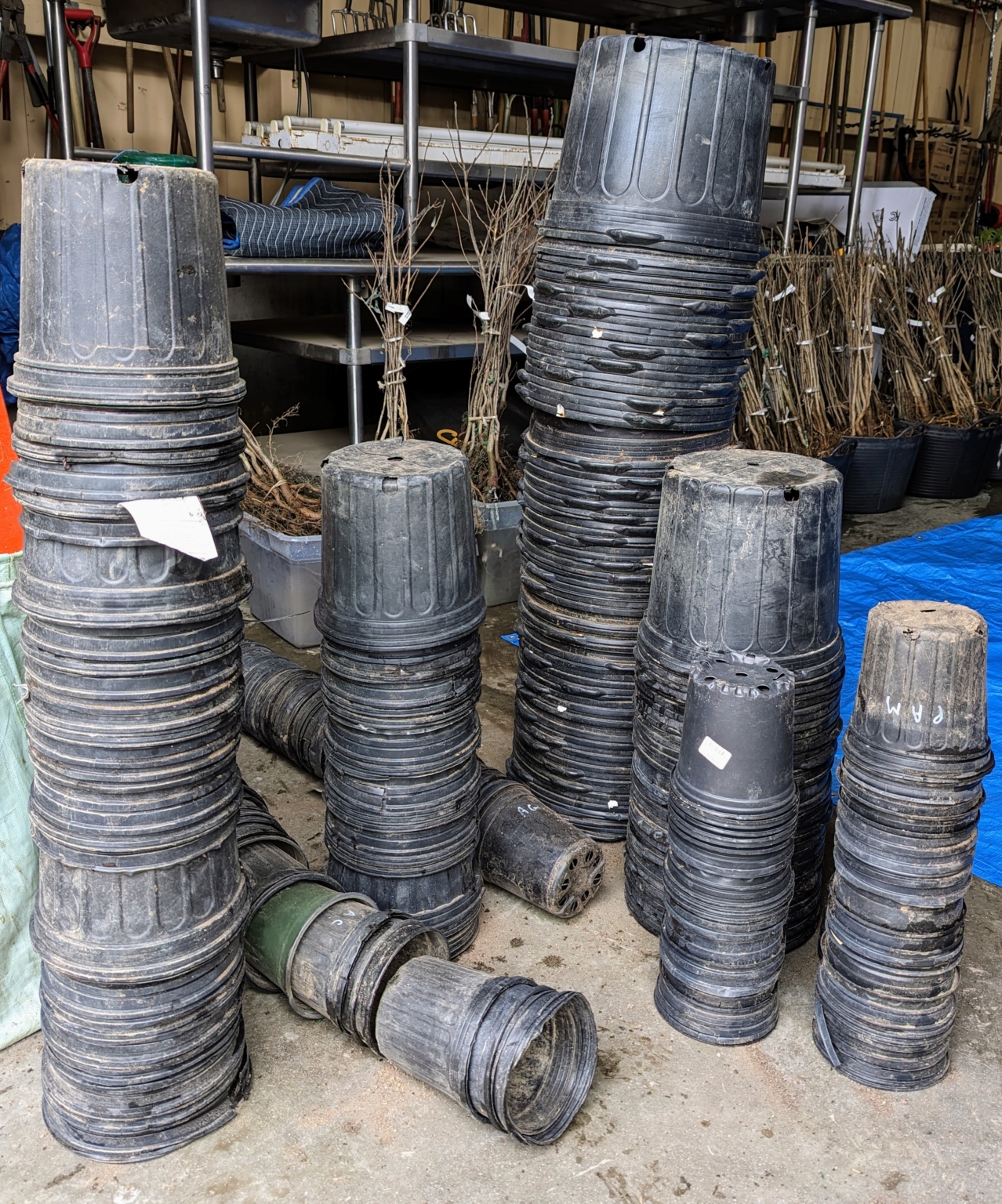 Potting Up Trees from Musser Forests, Inc. The Martha Stewart Blog