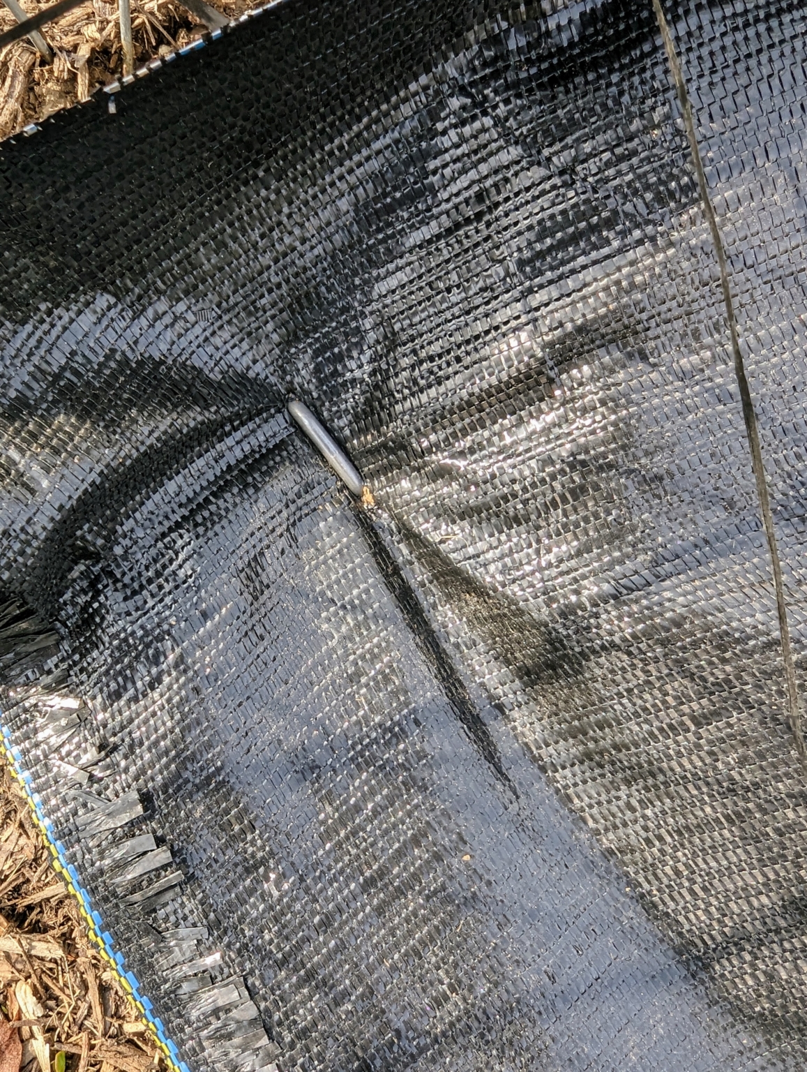 Potting Up Trees from Musser Forests, Inc. The Martha Stewart Blog