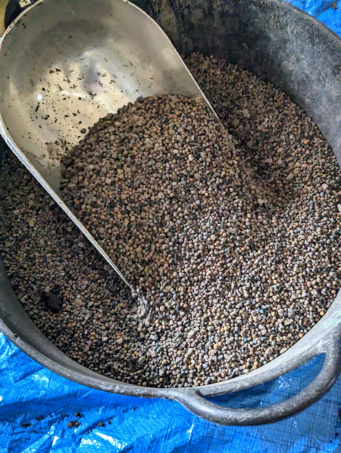 Potting Up Trees from Musser Forests, Inc. The Martha Stewart Blog