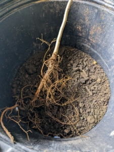 Each pot is prepared with a small layer of soil ready for the tree and backfill. The bare-root specimen is held still in the pot, so it is straight and centered in the container.