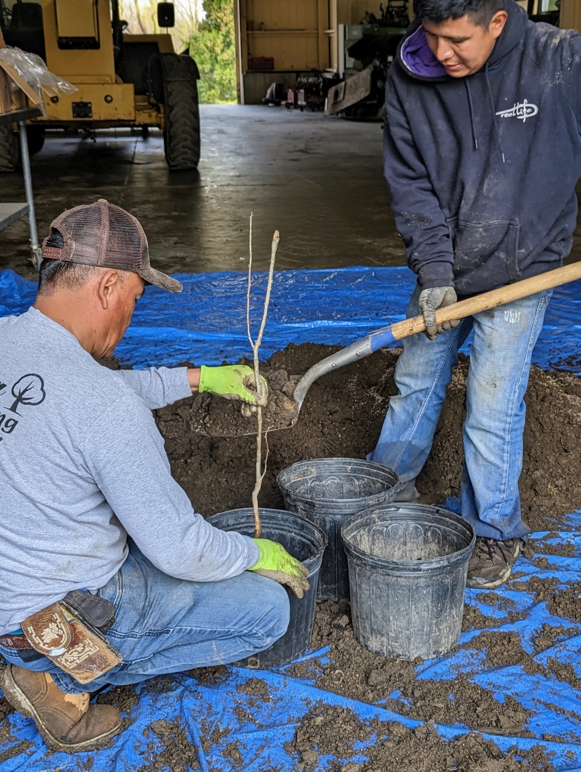 Potting Up Trees from Musser Forests, Inc. - The Martha Stewart Blog