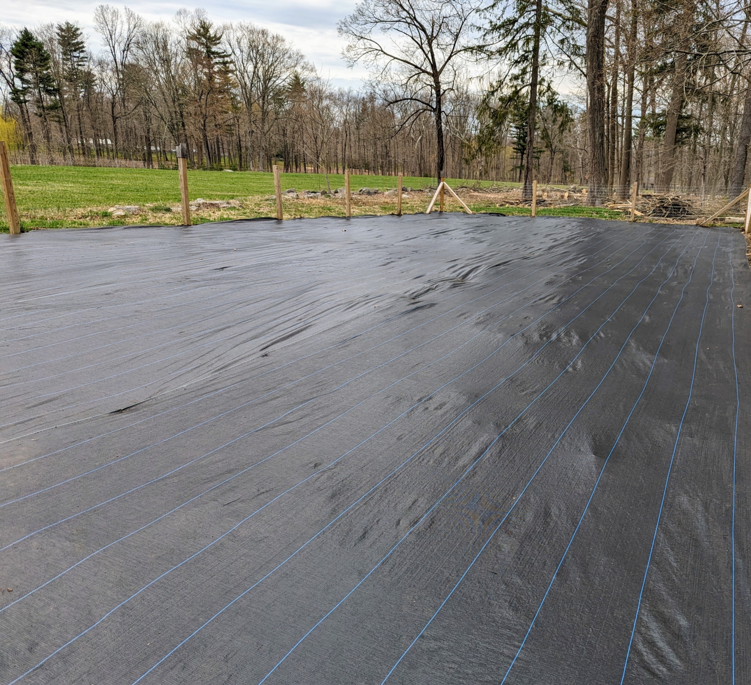 Potting Up Trees from Musser Forests, Inc. The Martha Stewart Blog