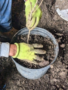 And then it is carefully backfilled. Here, it is also tamped down lightly so there is good contact between the tree roots and the surrounding soil. Each tree is placed at the same level it was grown by the nursery – where the roots start and the top shoots begin.