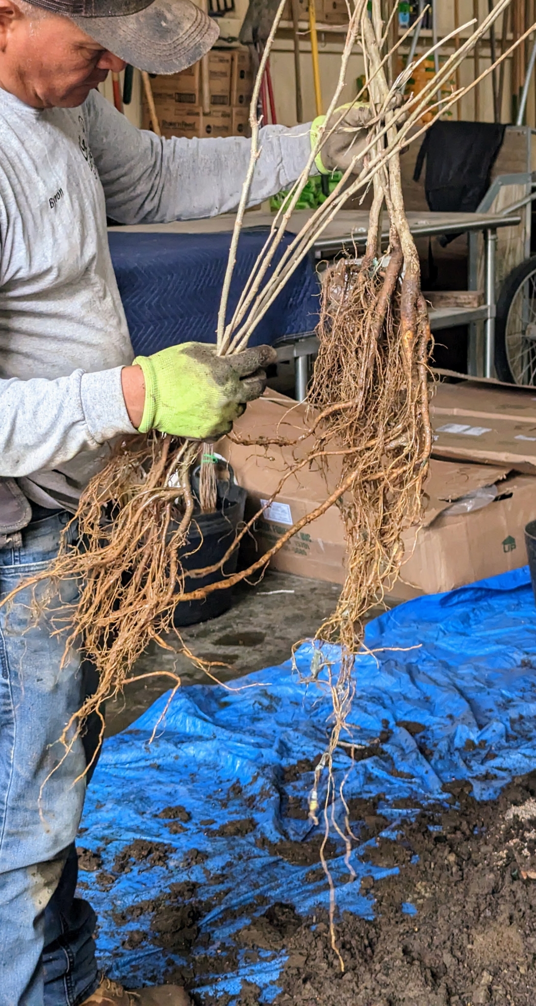 Potting Up Trees from Musser Forests, Inc. The Martha Stewart Blog