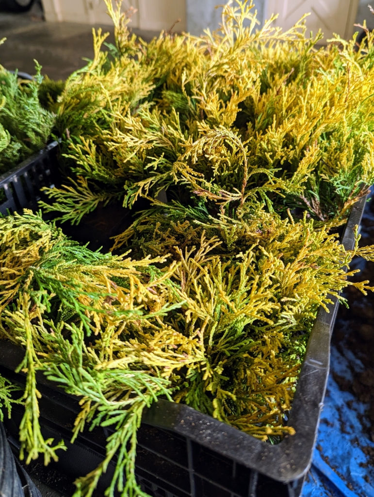 Potting Up Trees from Musser Forests, Inc. The Martha Stewart Blog