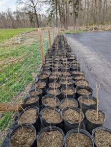 And then they are delivered to the fenced in area where they are out of the way and can develop. Most of these bare-root cuttings do not have leaves, so they are difficult to identify. It is important to keep them separated by cultivar and always properly marked. By late afternoon, dozens of bare-root cuttings are potted and carefully arranged. I am confident these trees will thrive in these pots and be in excellent condition when it is time to plant them in their more permanent locations around the farm.