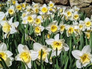 Narcissus is a genus of spring perennials in the Amaryllidaceae family. They’re known by the common name daffodil.