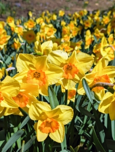 The species are native to meadows and woods in southwest Europe and North Africa. Narcissi tend to be long lived bulbs and are popular ornamental plants in public and private gardens.