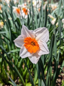 During this time, everyone here at the farm loves photographing all the many blooms. Here is a white daffodil with a bold orange center.