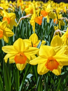 There are up to 40-species of daffodils, and more than 27-thousand registered daffodil hybrids.