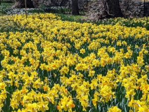 When choosing where to plant daffodils, select an area that gets at least half a day of sun. Hillsides, and raised beds do nicely.