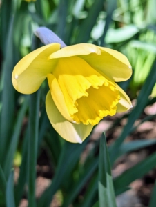 Normal rainfall will typically take care of any watering requirements during the spring flowering season. The most important care tip is to provide daffodils with rich, well-drained soil.