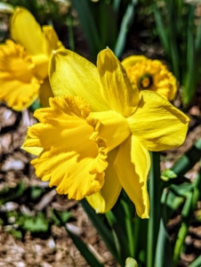 After daffodils bloom in the spring, allow the plants to continue growing until they die off on their own. They need the time after blooming to store energy in their bulbs for next year.