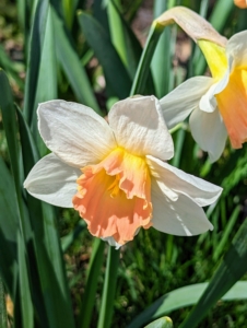 This cheerful daffodil, with its color contrast, makes a bold statement in the border. Cultivars with bold colored cups generally retain better color when planted in a little shade to protect them from the hot afternoon sun.