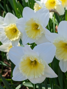 When cutting daffodils, they should be kept alone in the vase as their stems secrete a fluid that promotes wilting in other flowers. If you need to combine flowers, soak them alone first and then add them to the arrangements last.