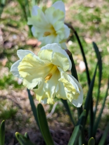 Daffodils can also grow in containers as long as there is room to multiply and room for the roots to fill out. They can bloom well for two to three years – after that, it’s best to move them to a spot in the ground where they will come up once a year.