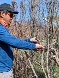 On the outside of the fence, Pasang is working on the shrubs - Cotinus alternating with Physocarpus. He cuts off any dead, dying, or diseased branches and twigs first.