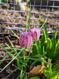 And looks what is now blooming. Commonly known as The Guinea Hen Flower, The Checkered Lily or The Snake’s Head Fritillary, Fritillaria meleagris is an heirloom species dating back to 1575. It has pendant, bell-shaped, checkered and veined flowers that are either maroon or ivory-white with grass-like foliage intermittently spaced on its slender stems. I have many in my gardens.