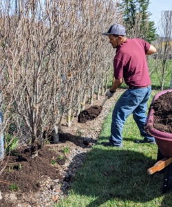 Here is Chhiring shoveling compost on the outside hedge. A layer of compost should not be too think - just top dress perennial flower gardens with a layer no greater than an inch or so.