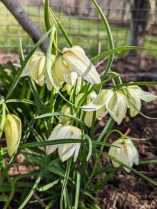 And here is fritillaria in ivory white.