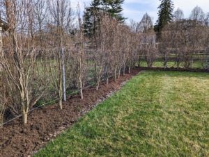 The hedge bed looks so clean and tidy after the compost dressing is put down. In several weeks, these plantings will show off a stunning dark burgundy color.